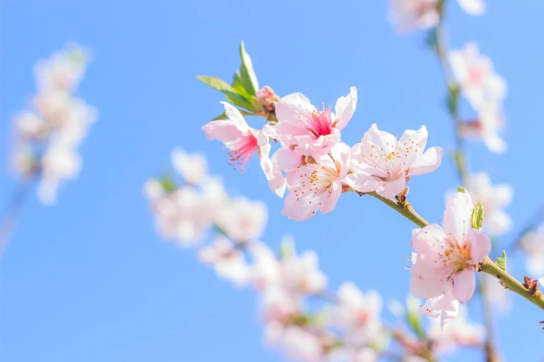 1617677783591567.jpg 微信图片_20210406110126.jpg