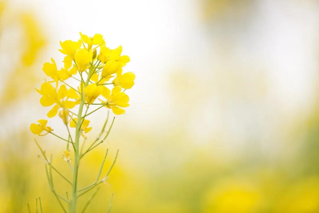 1617677795133333.jpg 微信图片_20210406110108.jpg